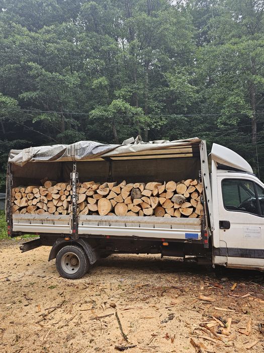 Lemne de foc Specia Fag