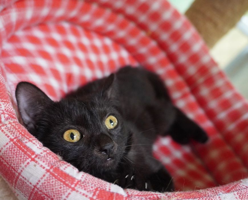 Nu te vei mai plictisi nicio zi cu pisicul Smochină. Adopt-o!