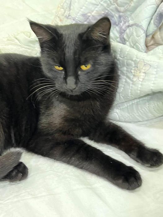 Отдам в хорошие руки