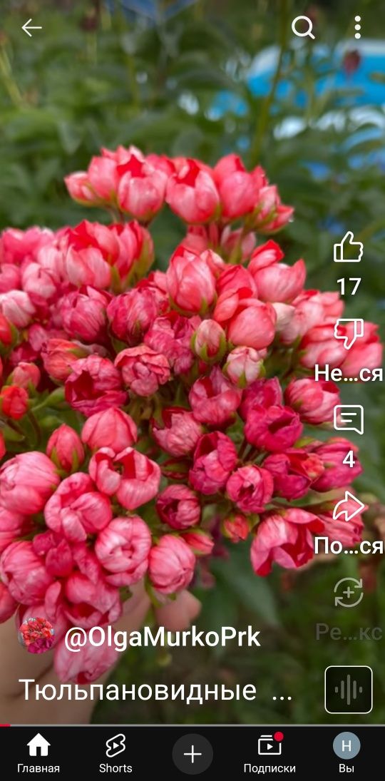 Продаётся сортовые герани по доступной цене