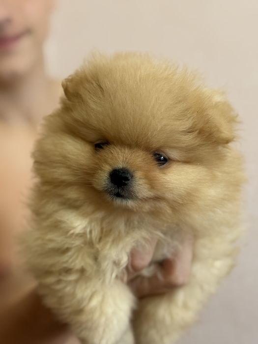 Малыши породы померанский шпиц