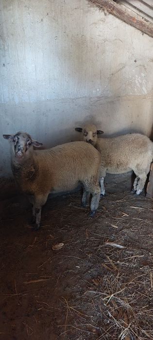 Vand doua miele de anul acesta