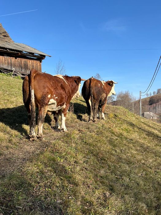 Vând boi sau schimb cu junci învățați la jug