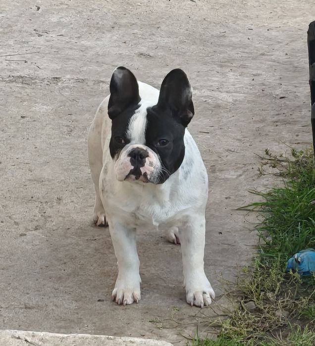 Mascul Bulldog Francez