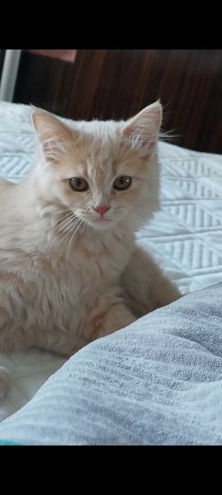 Хайленд страйт 1 год сделаны всё уколы  характер  спокойная девочка