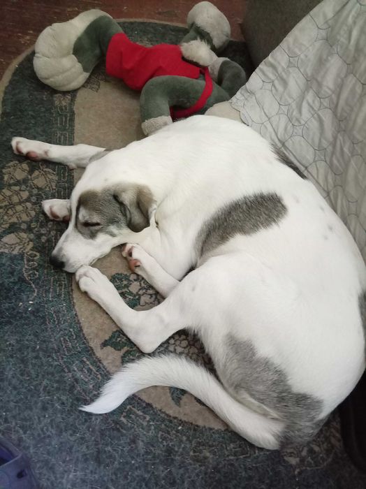 Пртвстаивается пëсель по кличке Джек