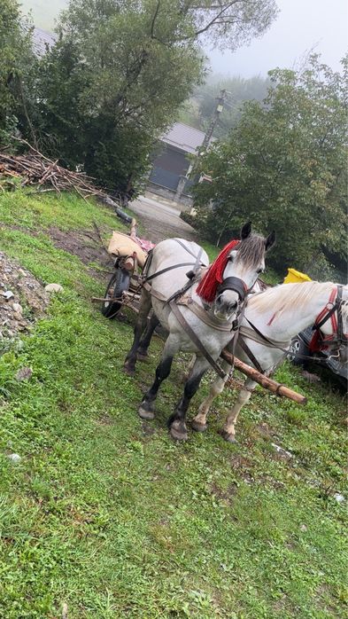 Vand cal de 5 ani garantat sd probeaza  oriunde