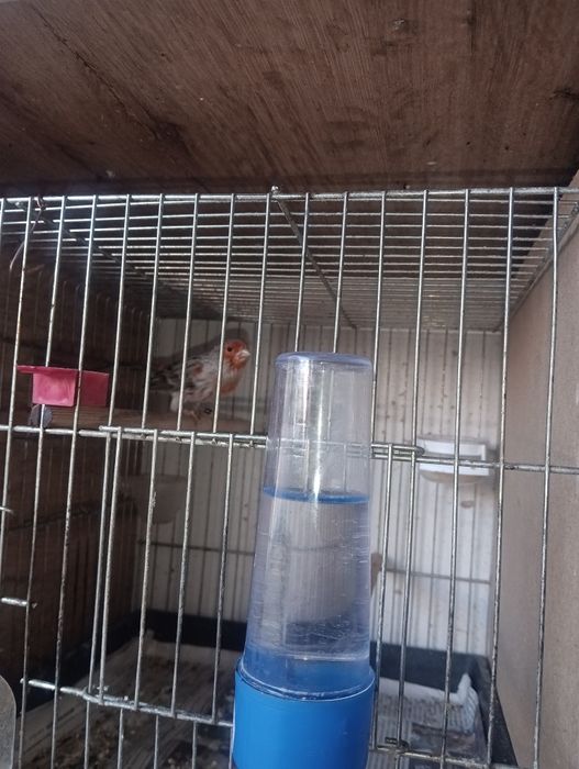 Канарчета таз годишни