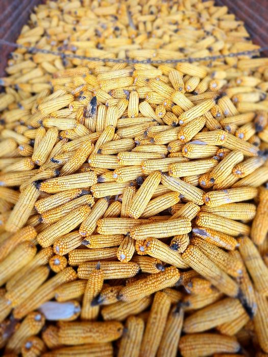 Vând porumb știulete