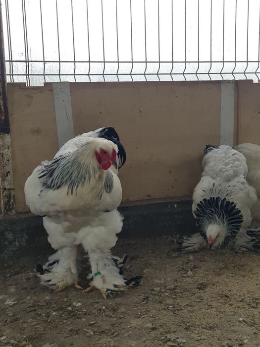 Cocos brahma herminat deschis