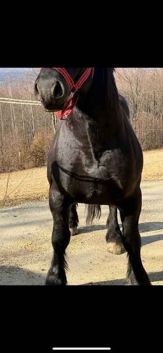 Vand 2 cai iapa blonda si armasar vanzare monta