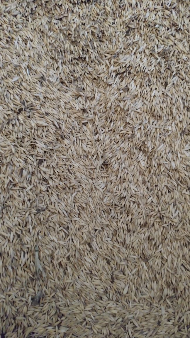 Vand ovaz sí triticale.