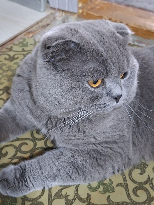 Шотландская скоттиш страйт