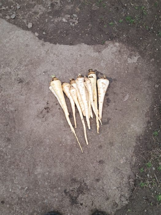 Vând păstârnac și pătrunjel,morcov în cantități mari și mici