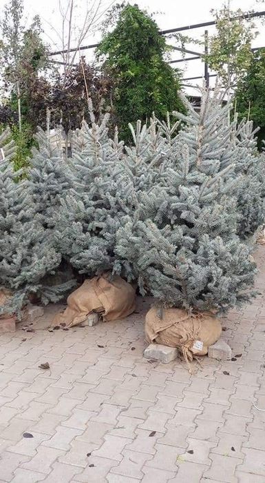 Vand tuia smarald de mai multe dimensiuni avem de la 1,50m pana la 3m