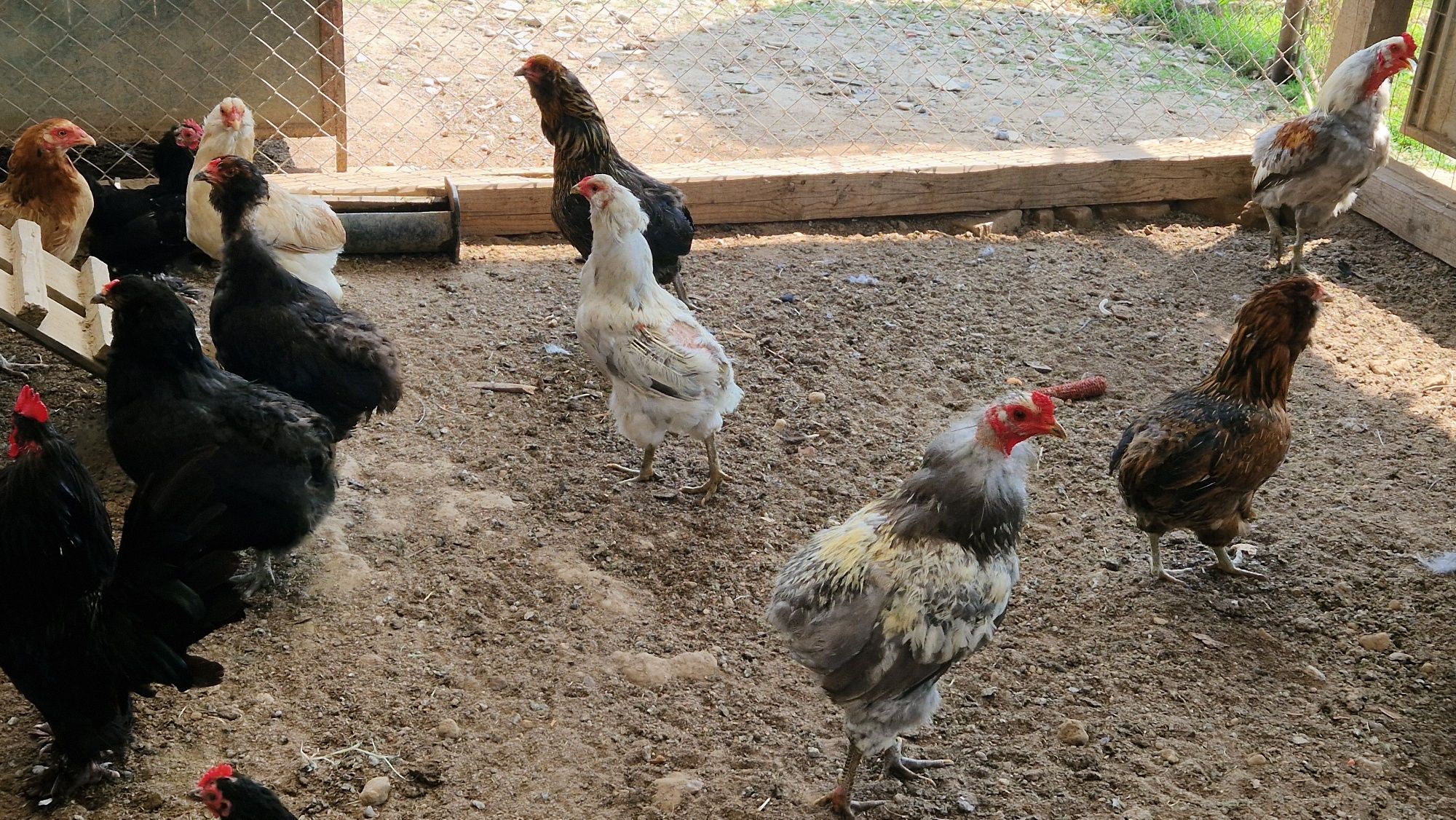 Vand familii gaini araucana și mii de flori