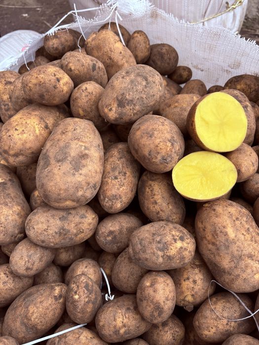 Продам картофель сорт Вега.