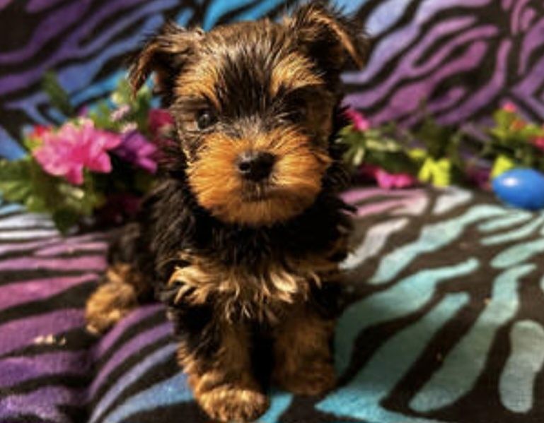 Yorkshire terrier talie mica