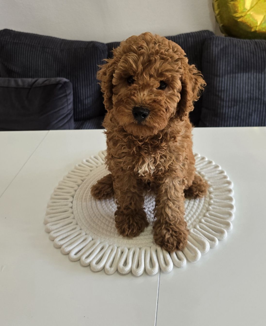 Пудел той Poodle toy с родословие мини момче