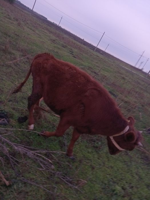 Vand junica varsta 8 luni