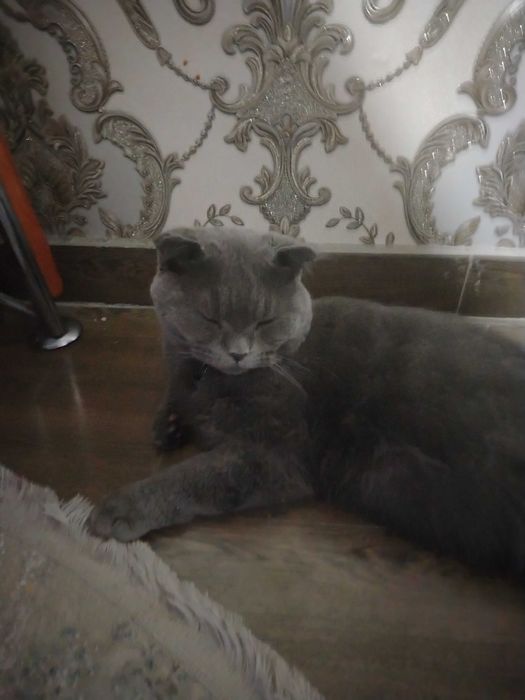 Отдам даром кошку