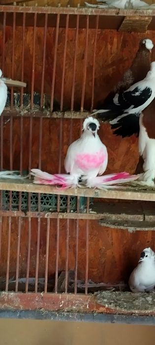 Rândunele de saxonia