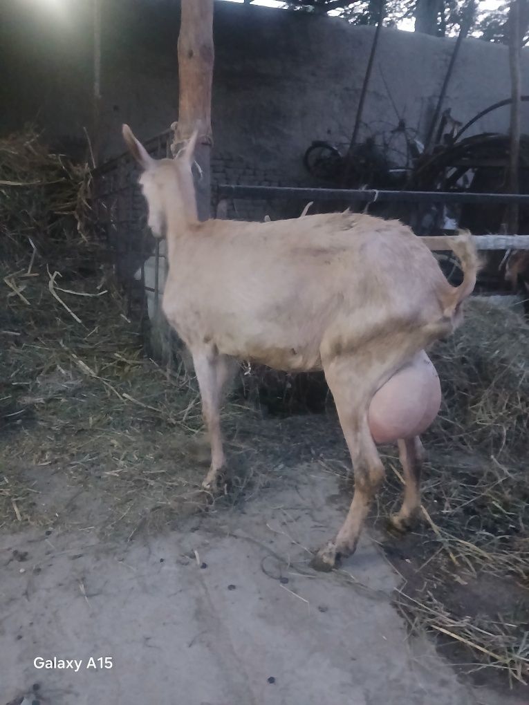 Zanin zotli echki sotiladi 2.5 litr sut beradi