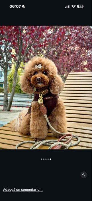 Pudel toy de vanzare