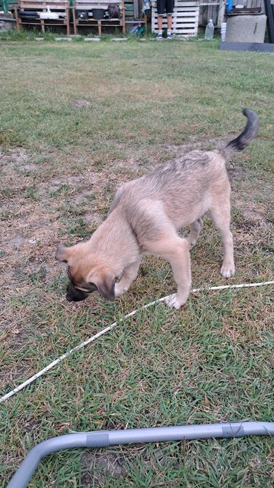 Adoptie responsabila