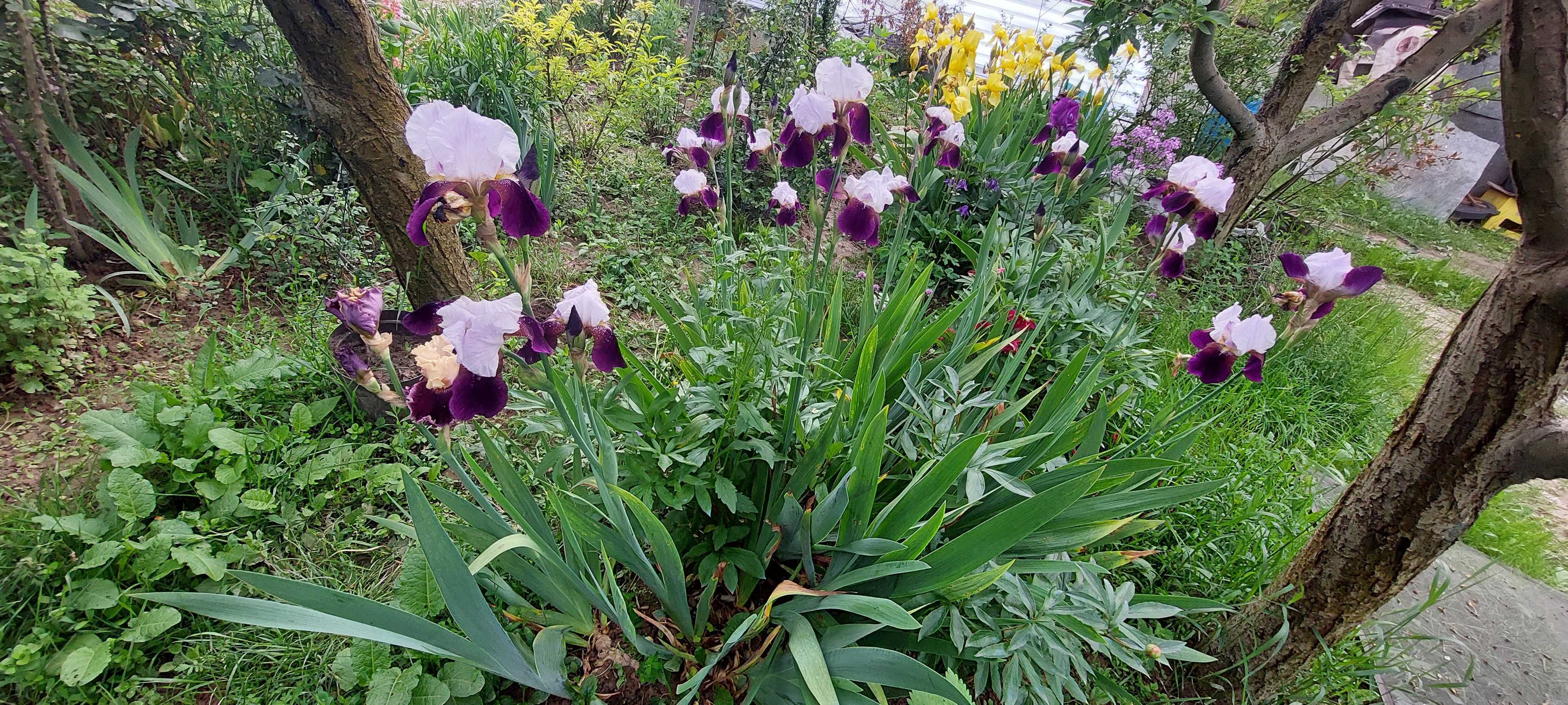 Iris fragant bicolor parfumat