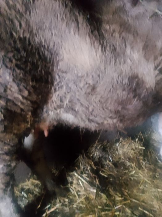 Vând vaca de 4 ani gestanta in 6 luni