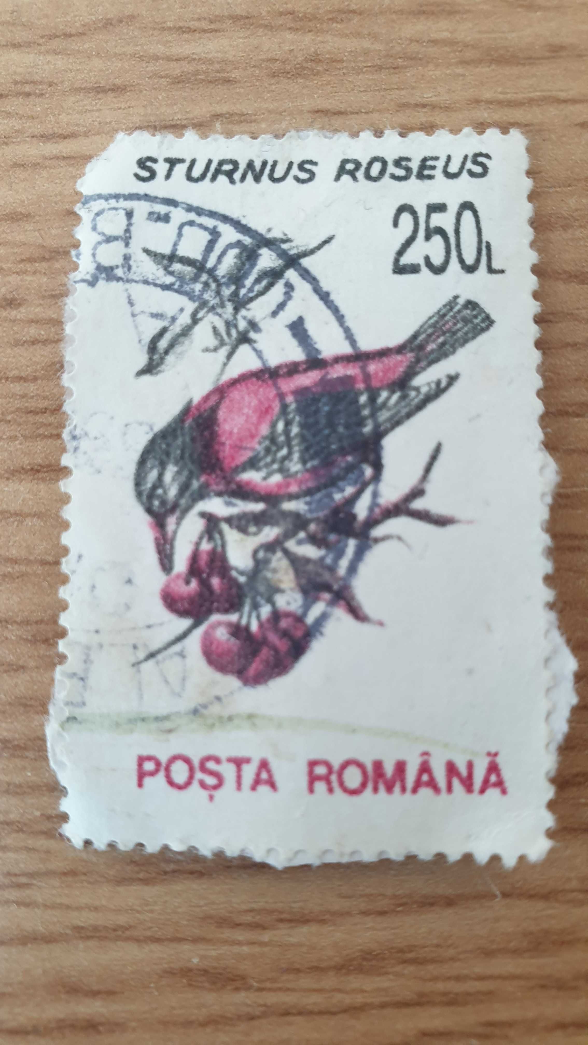 Timbru romanesc - STURNUS ROSEUS 250 L (Posta Romana - 1993)