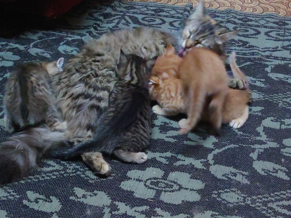 Подарявам котета!