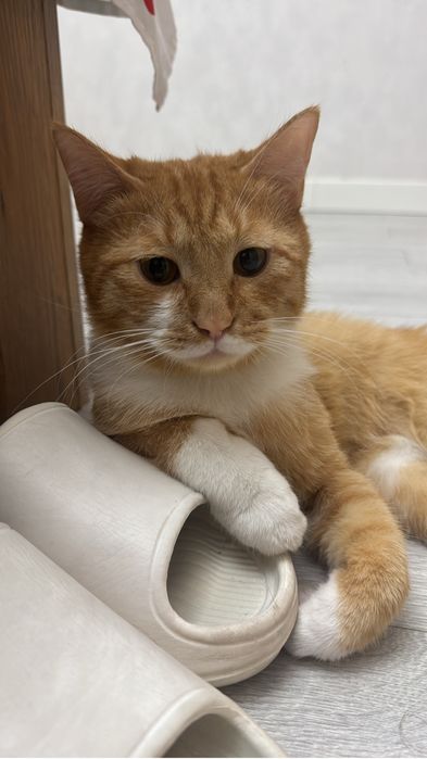 Ерке әрі ақылды мысықтар беріледі ерлі зайыпты стерилизованный