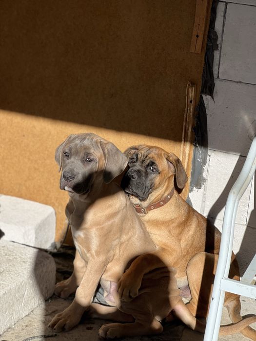 Кане Корсо.