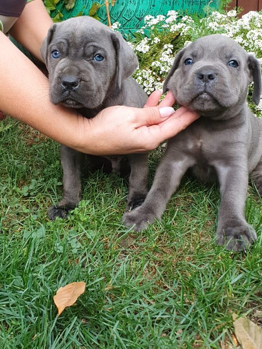 Disponibil pui cane corso