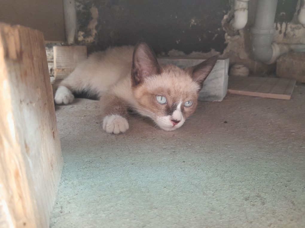 Котенок Отдам даром