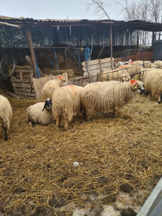 Oi de vănzarela preț bun ,15 buc bortoase ,depuse  5 buc cu miei lângă