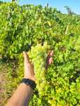 Struguri pentru Vin – Tâmboiești, Vrancea  Producător