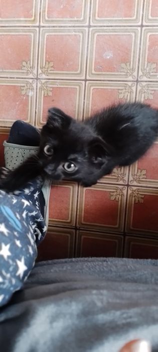 Продам катёнка вислауха шатланка