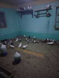 Disponibili porumbei zburători în jur de 30-40buc