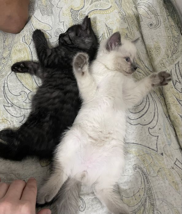 Отдам котят в добрые руки