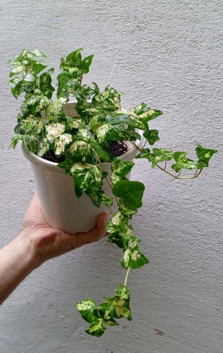 Хедера ( Hedera Golden Jytte). Экзотические ампельные и вьющиеся цветы