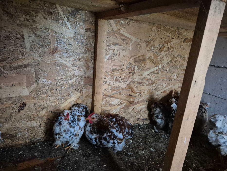 Gainușe cochinchina pitic porțelan !