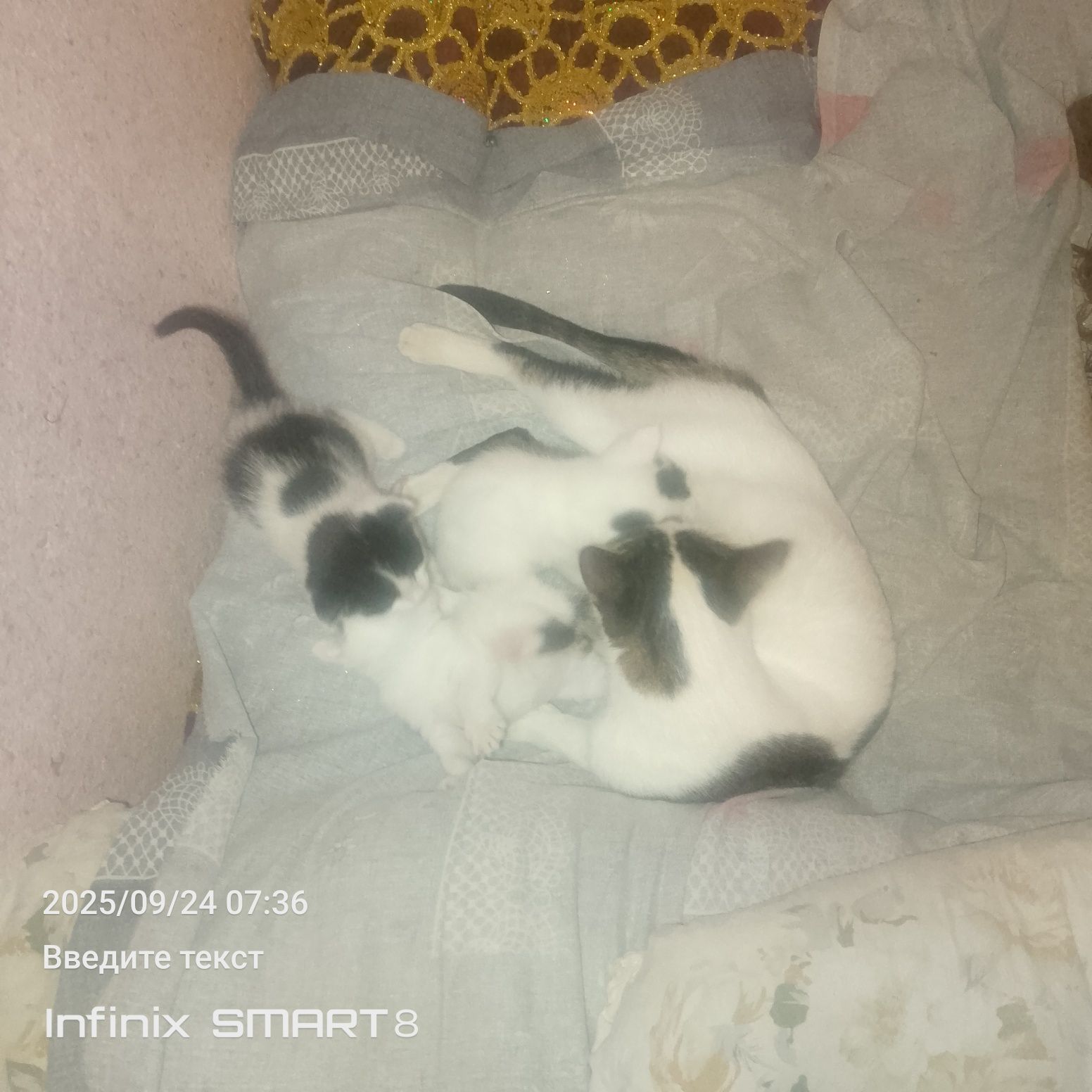 Отдам даром в хорошие руки
