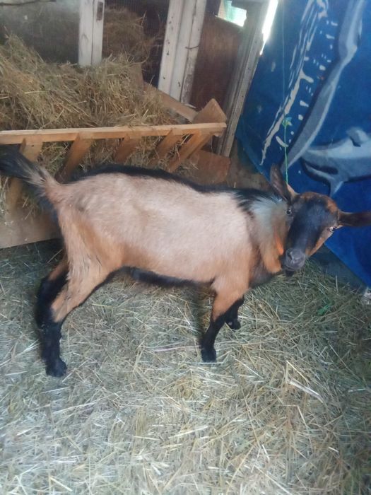 Vând un țap de alpin francez 7 luni original