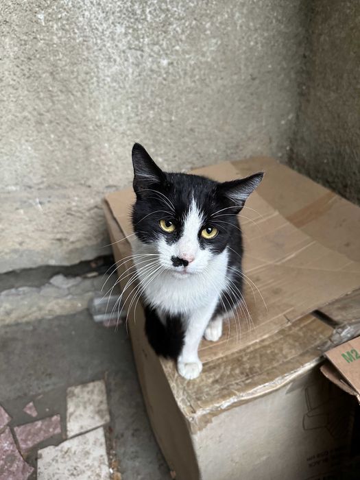Pisici pentru adoptie