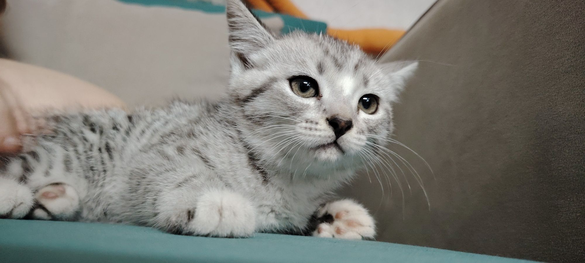 Котенок ищет дом