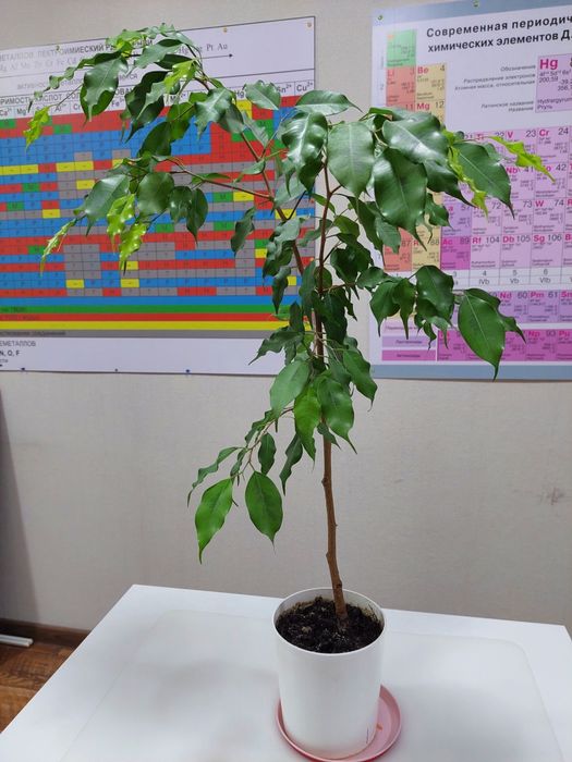 Продам фикус-бенджамин, 70 см