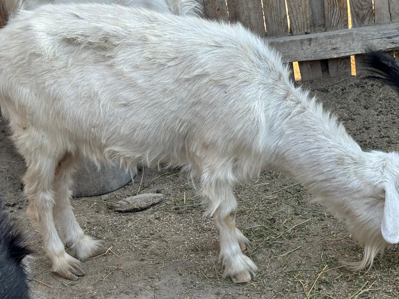 ешкі.  сатылады.
